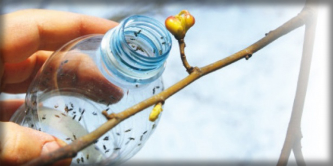 GAL ARISINA KARŞI PARAZİTLİ ÖNLEM