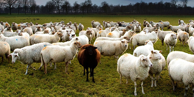 HAYVANCILIKTA HİBE BAŞVURULARINA 1 AY ERTELEME