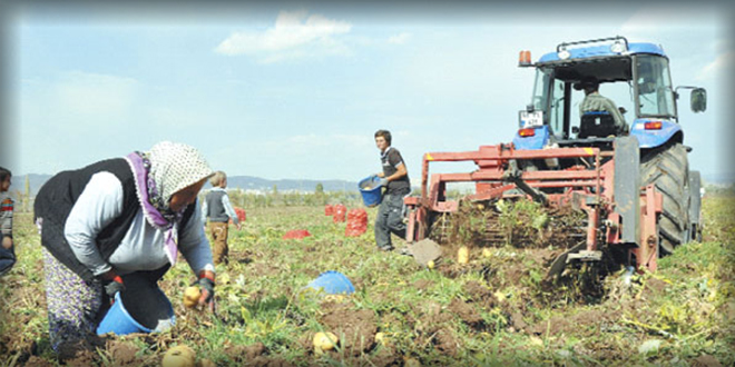 SEBZE VE MEYVE ÜRETİMİNDE 17 MİLYAR LİRA CEPTE KALACAK