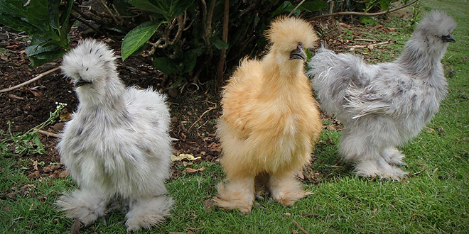 YUMURTASI 20 LİRADAN ALICI BULUYOR