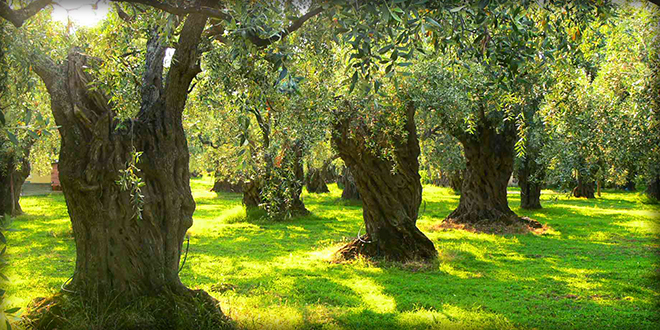 EKONOMİYE ZEYTİN DOPİNGİ