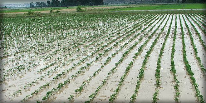 ÇİFTÇİLERİN BORÇLARI ERTELENECEK