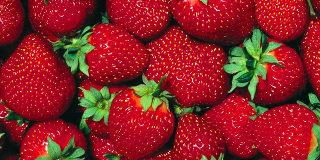 ÇİLEK ÜRETİCİSİ YÜKSEK FİYATA RAĞMEN GÜLMEDİ