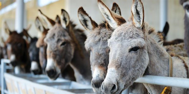 EŞEK SÜTÜ RAFA GİRİYOR