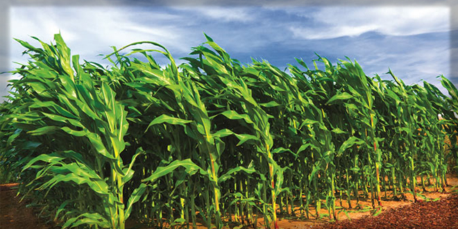 ORGANİK TARIM DESTEKLERİ