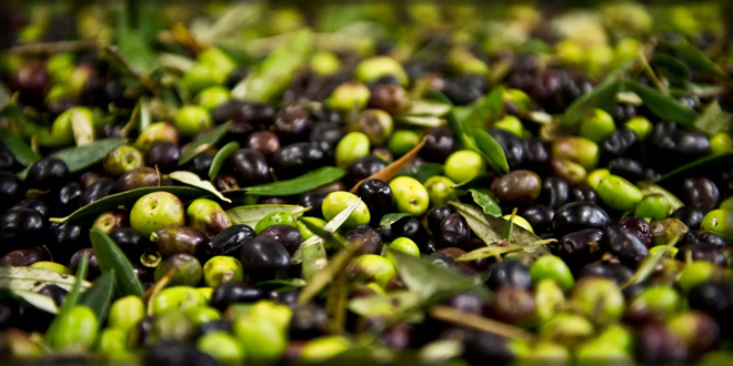 ZEYTİNDE MANTAR TEHDİDİ