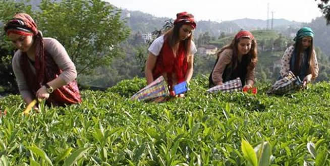 YAŞ ÇAY BUDAMA BEDELLERİ ÖDENİYOR