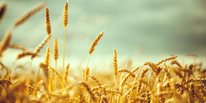 BUĞDAYDA MÜDAHALE ALIM FİYATI AÇIKLANDI