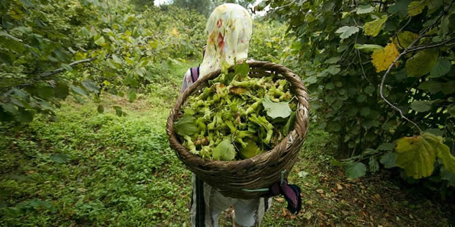 Fındık Fiyatlarını Kim Belirliyor