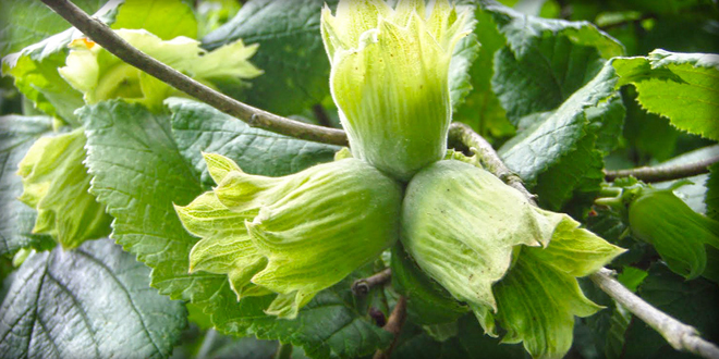 FINDIKTA KÜLLENME HASTALIĞI ÜRETİCİYİ TEDİRGİN EDİYOR