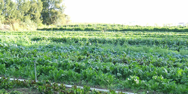 DEKAR BAŞINA 135 LİRA DESTEKLEME VERİLECEK