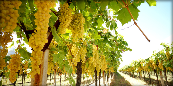 ÜZÜMLER AŞIYLA KORUNACAK