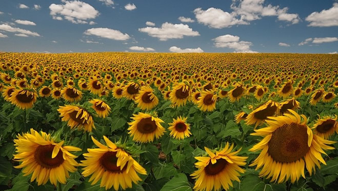 Ayçiçek Yağı Fiyatları Hızla Artıyor