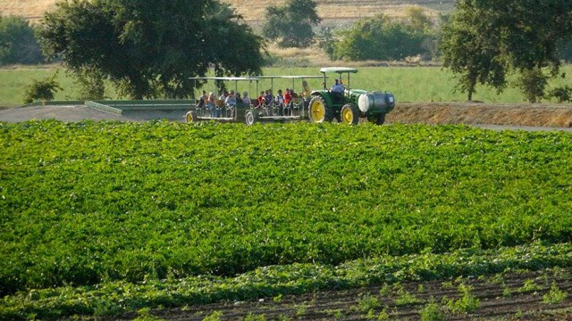 BAFRA NIN İYİ TARIMDAKİ BAŞARISI DİKKAT ÇEKİYOR