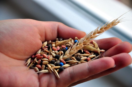 Tohumun Merkez Üssü Türkiye