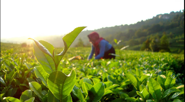 Ordulular Organik Tarımı Sevdi
