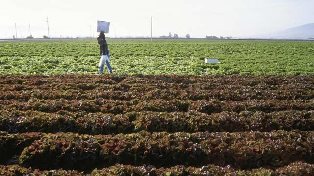 Gübre Kullanana Ceza