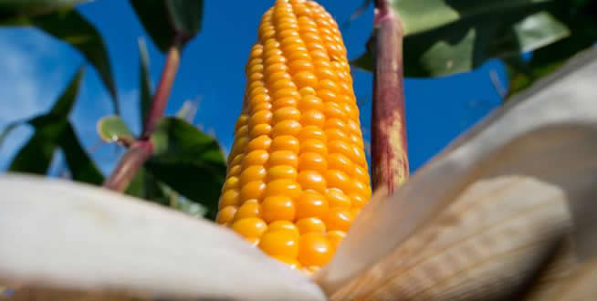 GDO LU MISIRA 3 YIL SONRA İZİN