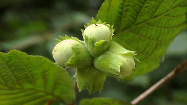 FINDIĞIN ANAVATANI TÜRKİYE