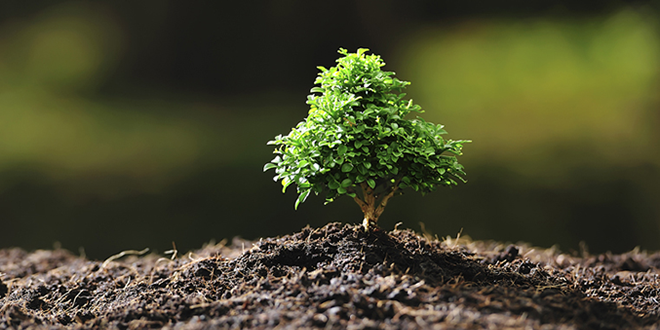 2015 Uluslararası Toprak Yılı