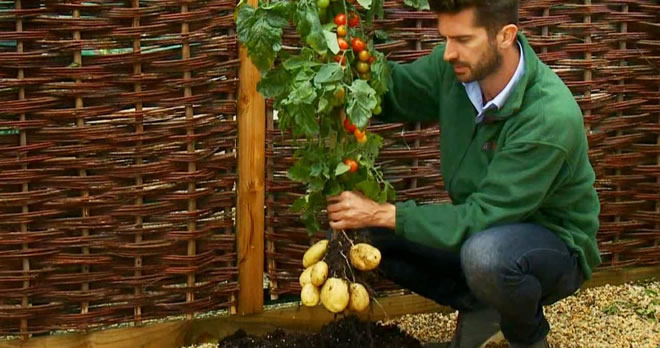 AYNI ANDA HEM DOMATES HEM PATATES ÜRET