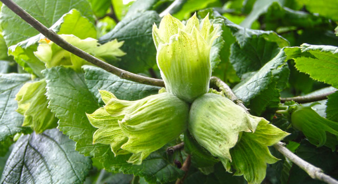 Fındıkta Yabani Hayvanlara Müzik Önlemi