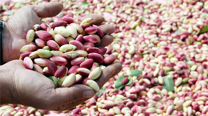 ANTEP FISTIĞINDA HASAT ZAMANI