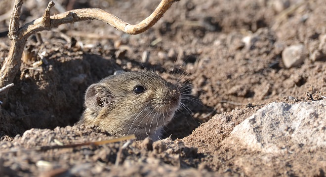 ÇİFTÇİNİN KABUSU OLDULAR