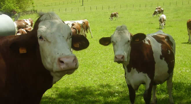 FİYAT ARTTI İTHALAT KAPIDA