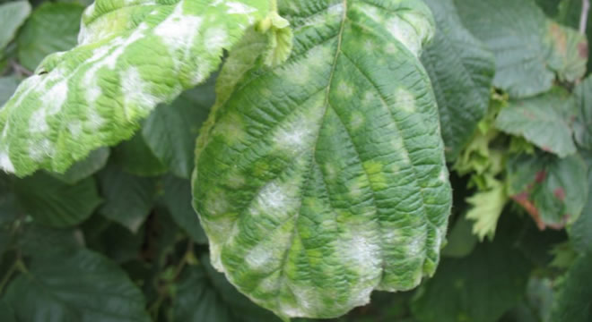 ÇİFTÇİNİN BAŞI KÜLLEMEYLE DERTTE