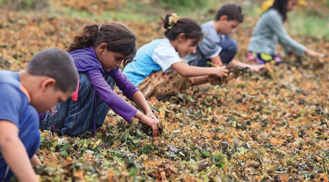 FINDIK HASADINDA ÇOCUK İŞÇİ ÇALIŞTIRANA CEZA