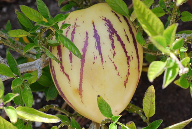 İlaç Niyetine Pepino Meyvesi