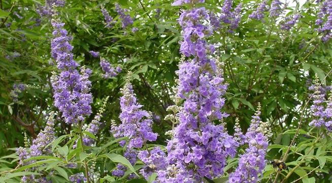 Tohumu Balı Çiçekleri ve Dallarıyla Eşsiz Bir Bitki Hayıt