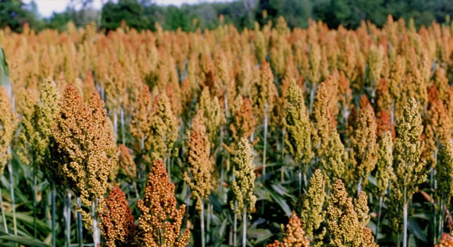 Sorgum Yetiştiriciliği Hızla Artıyor