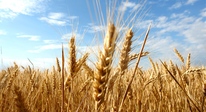 Buğday Hasatları Başladı