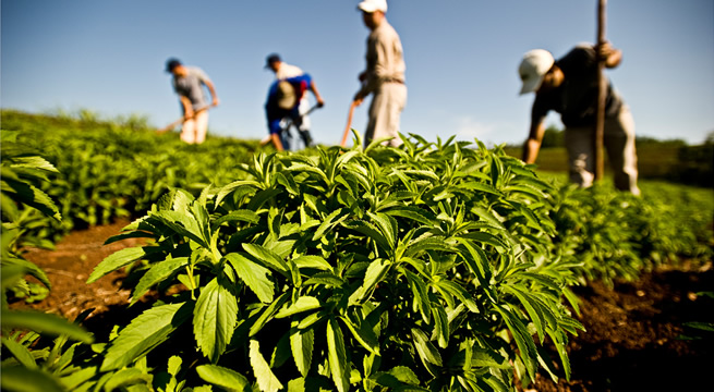 ASRIN BİTKİSİ BAŞARIYA ULAŞTI