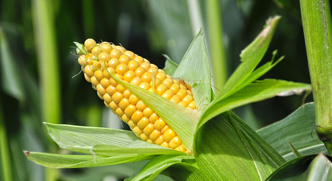 Rekolte Beklentisi Yüz Güldürüyor