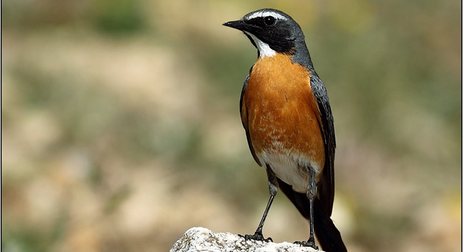 CANLILAR HIZLA YOK OLUYOR