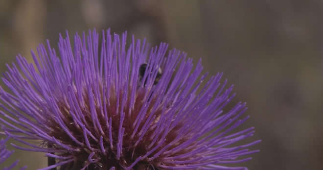 Dünyayı Yaban Enginarı mı Kurtaracak