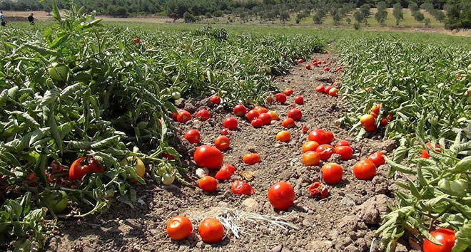 SALÇALIK DOMATES ÜRETİCİSİ ZORDA