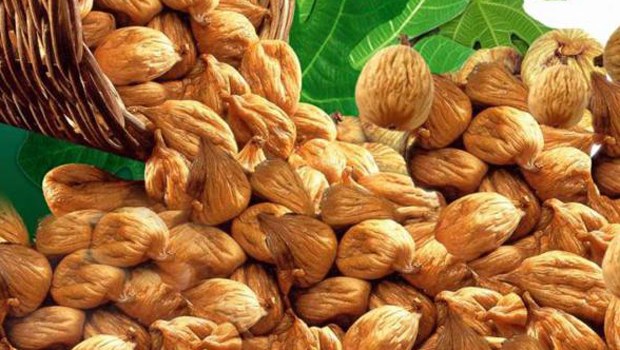 İNCİRDE BEKLENTİ YÜKSEK