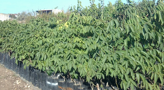 500 BİN CEVİZ FİDANI İHRAÇ EDİYORUZ