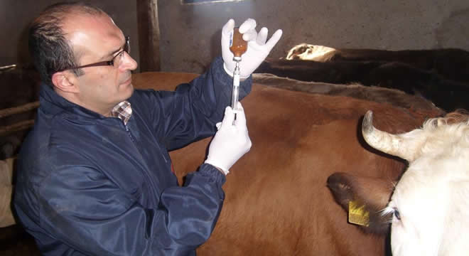 ŞAP AŞISI YAPTIRMAYANA CEZA