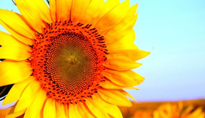 AYÇİÇEĞİ ÖN ALIM FİYATLARI AÇIKLANDI