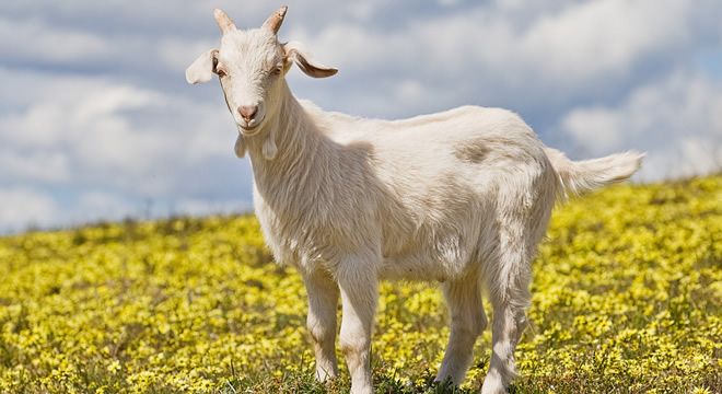 KEÇİ SAĞIMINA 6 BİN LİRA ÖDÜYORLAR