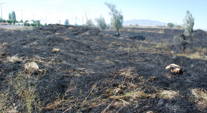 ANIZ YANGINLARI TOPRAĞI ÖLDÜRÜYOR