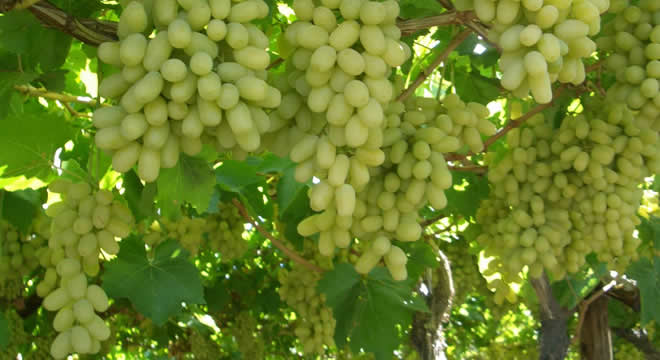 ÜZÜM ÜRETİMİ DÜŞÜŞTE