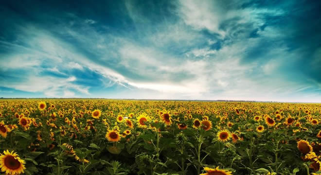 AYÇİÇEK YAĞI FİYATLARI ARTACAK MI