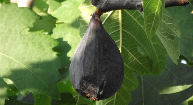 KRALİÇE İNCİRİNİ YAĞMUR VURDU