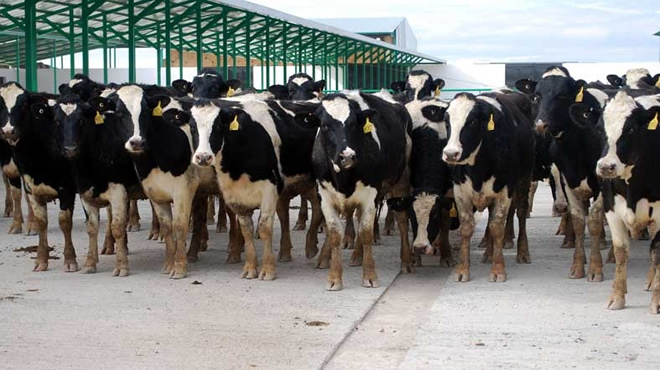 ET İTHALATI DOSYASI AÇILIYOR